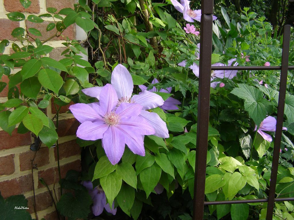 Gite Des Hortillonnages Camon  ภายนอก รูปภาพ